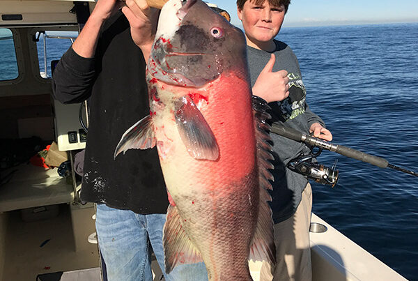 Sheepshead Catalina Island Charter