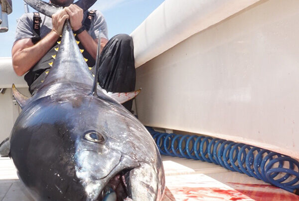 2018 Bluefin Tuna Private Charter