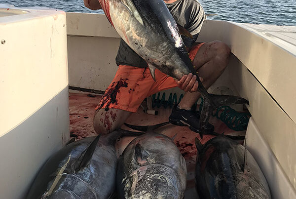 dorado charter dana point