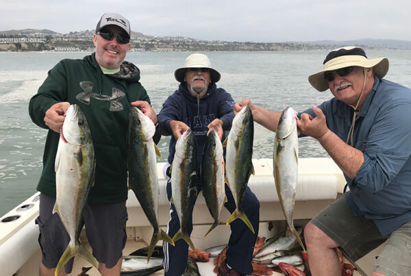 Yellowtail Fishing Spring