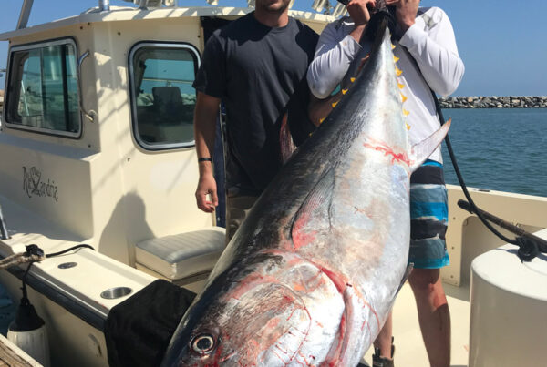 large tuna dana point