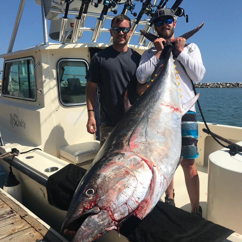 large tuna dana point