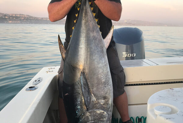 blufin fishing in october