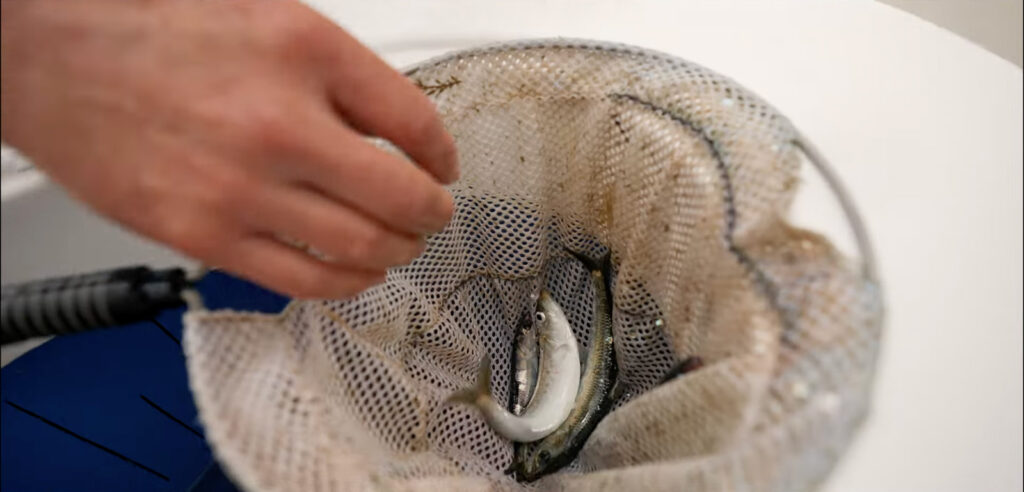 Live Sardines