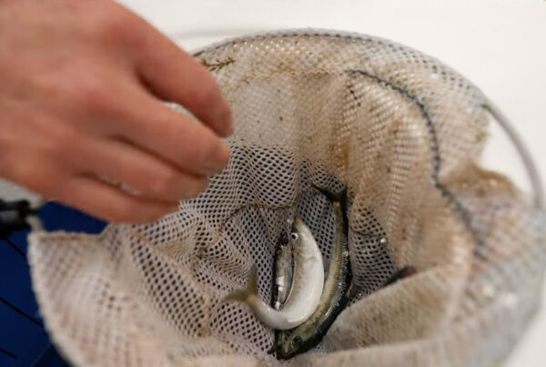Live Sardines