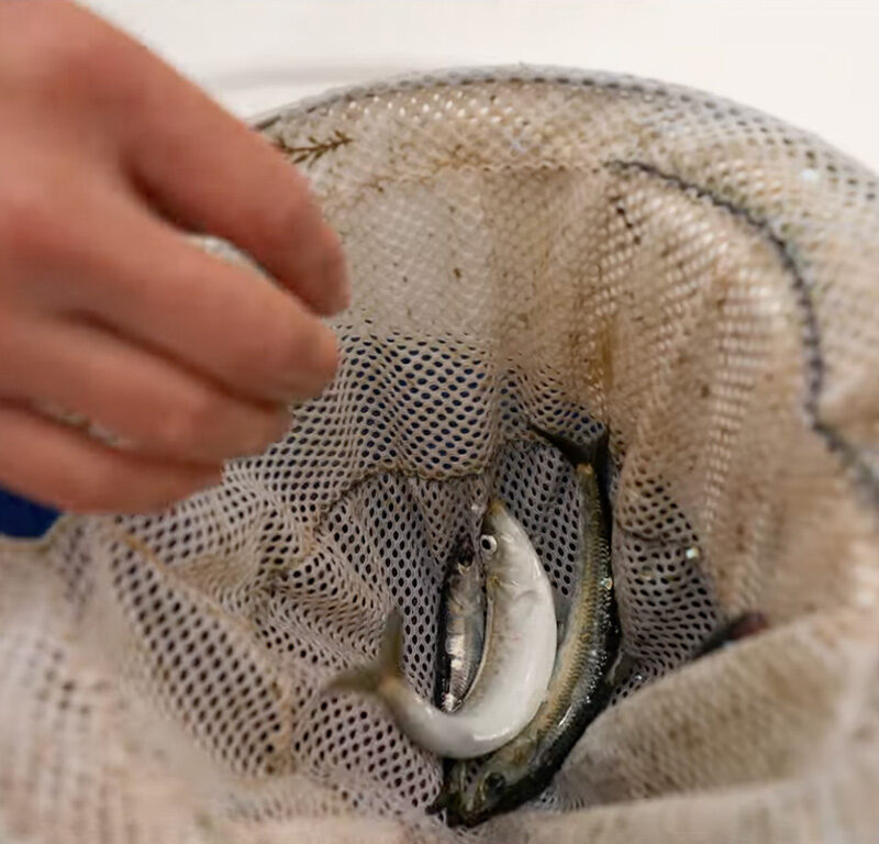 Live Sardines