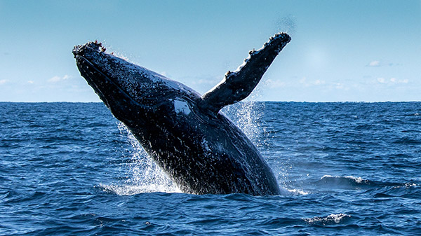 Blue Whale 2 (Balaenoptera musculus)