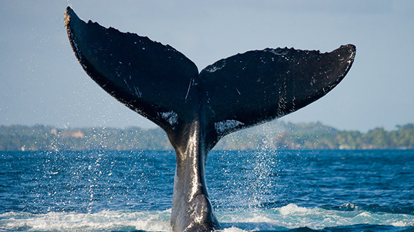 Blue Whale (Balaenoptera musculus)