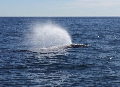 Grey Whale spotted in Dana Point