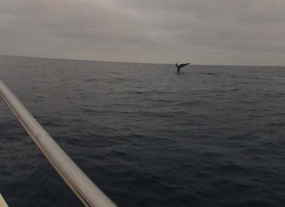 Whale Watching out of Dana Point