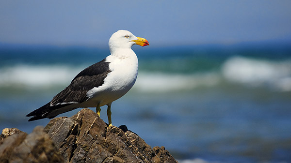 california gull dana point
