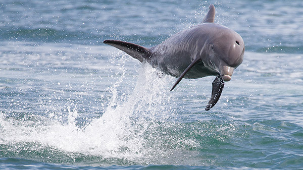 dolphin playing in the ocean