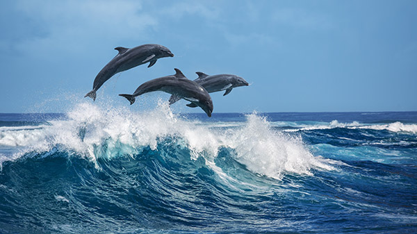 dolphin pod