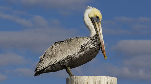 pelican dana point