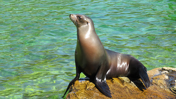 seal dana point