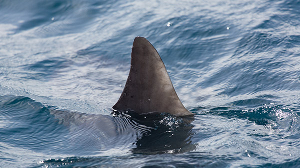 shark fin dana point