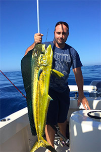 Bull Dorado (Mahi-mahi)