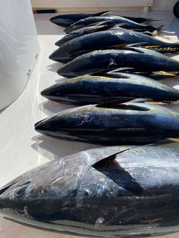 dana point fishing10